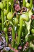 Darlingtonia californica f. californica