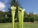 Sarracenia leucophylla f. viridescens