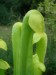 Sarracenia minor var. minor f. viridescens