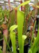 Sarracenia jonesii f. heterophylla