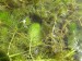 Utricularia australis 2