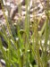 Drosophyllum lusitanicum6