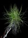 Drosophyllum lusitanicum9