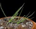 Drosophyllum lusitanicum10
