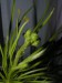 Drosophyllum lusitanicum11