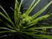 Drosophyllum lusitanicum13
