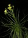 Drosophyllum lusitanicum14
