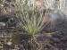 Drosophyllum lusitanicum15
