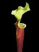 Sarracenia flava var. rubricorpora burgundy klon f26