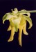 Sarracenia flava var. rugelii6