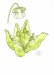 Sarracenia purpurea ssp. venosa var. venosa f. pallidiflora