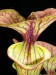 Sarracenia flava var. cuprea 2