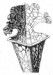 Sarracenia leucophylla7