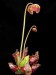 sarracenia purpurea ssp. purpurea2