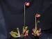sarracenia purpurea ssp. purpurea4