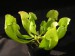Sarracenia purpurea ssp. purpurea var. heterophylla