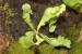 sarracenia purpurea ssp. purpurea var. heterophylla3