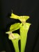 Sarracenia flava var. flava