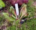 Sarracenia purpurea ssp. venosa var. montana2