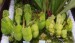 Sarracenia purpurea f. veinless4
