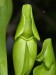 Sarracenia purpurea subsp. venosa var. venosa f. pallidiflora