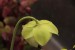 Sarracenia purpurea subsp. venosa var. venosa f. pallidiflora5