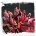 Sarracenia purpurea subsp. purpurea var. ripicola