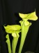 Sarracenia flava var. maxima