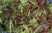 Drosera adelae 'Giant'