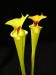 Sarracenia flava var. rugelii